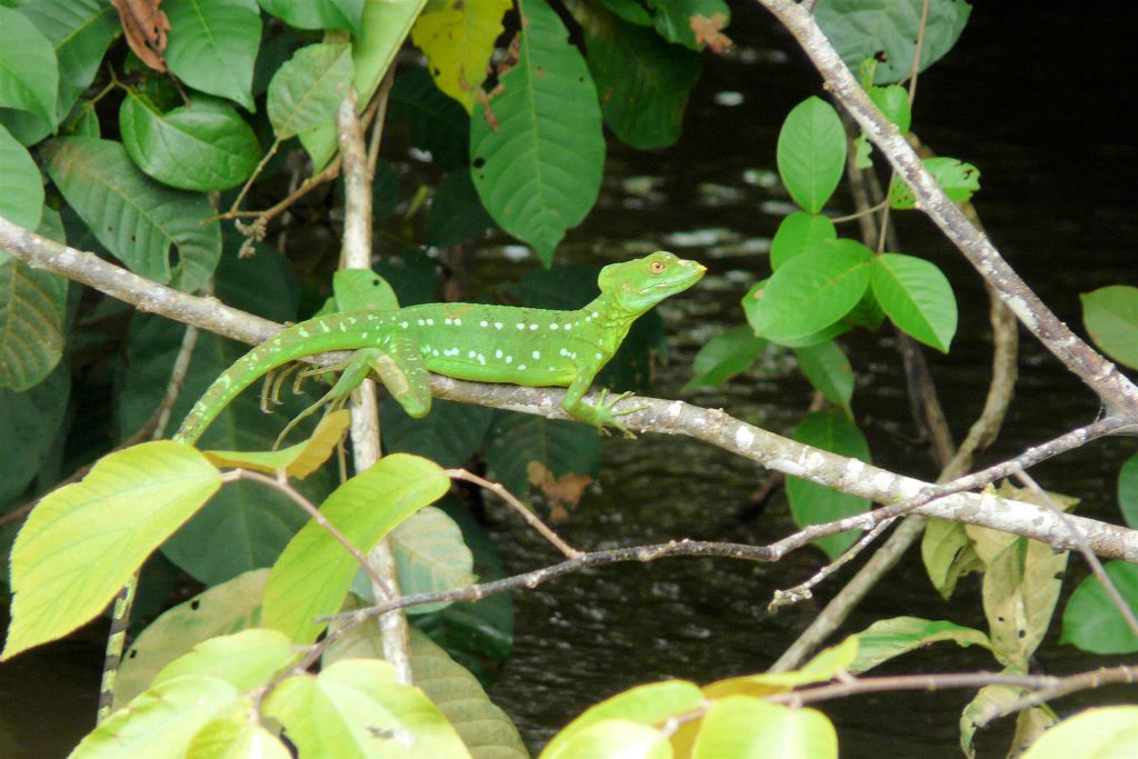 CAÑO NEGRO - een groene baselik