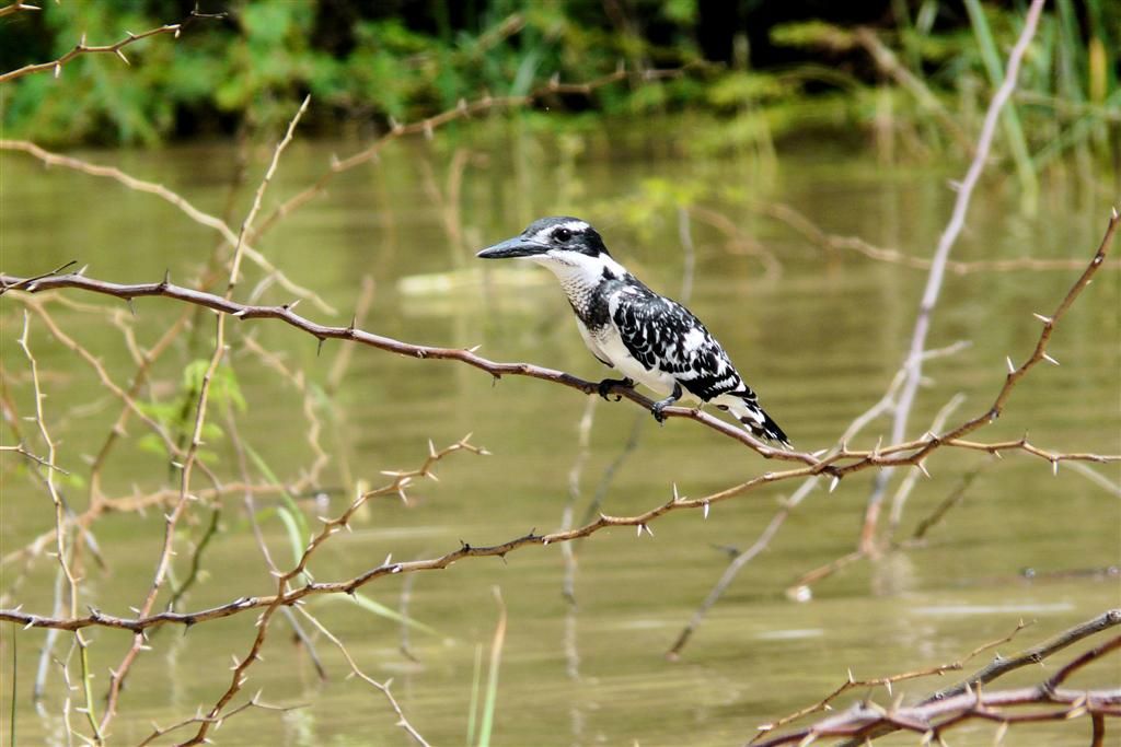 KENIA - BARINGOMEER - een bonte ijsvogel