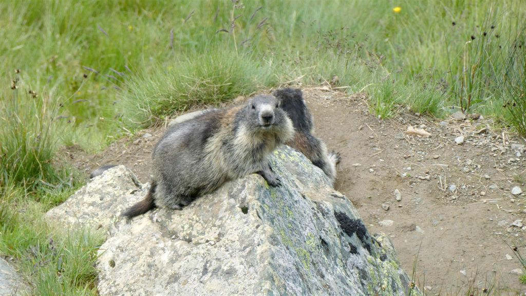 GROßGLOCKNERPAS - twee alpenmarmotten bij de Franz-Jozefs-Höhe langs de Großglockner Hochalpenstraße